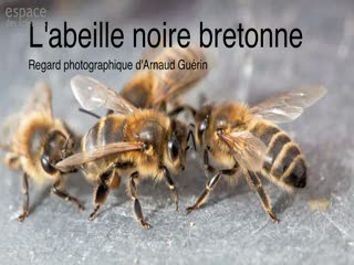 Abeille noire