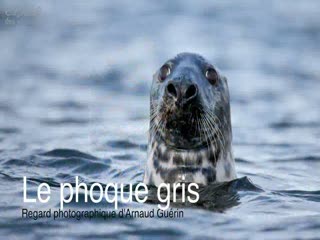 Phoque gris